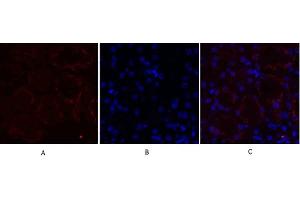 Immunofluorescence analysis of mouse kidney tissue. (MMP2 Antikörper  (AA 580-660))