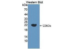 Detection of Recombinant IL18, Porcine using Polyclonal Antibody to Interleukin 18 (IL18) (IL-18 Antikörper  (AA 36-192))