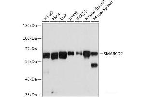 Western blot analysis of extracts of various cell lines using SMARCD2 Polyclonal Antibody at dilution of 1:3000. (SMARCD2 Antikörper)