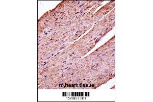 Mouse Pdk3 Antibody immunohistochemistry analysis in formalin fixed and paraffin embedded mouse heart tissue followed by peroxidase conjugation of the secondary antibody and DAB staining. (PDK3 Antikörper  (C-Term))