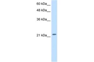 Western Blotting (WB) image for anti-Polyamine Modulated Factor 1 (PMF1) antibody (ABIN2460243) (PMF1 Antikörper)