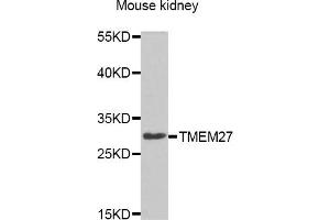Western blot analysis of extracts of Mouse kidney cell line, using TMEM27 antibody.