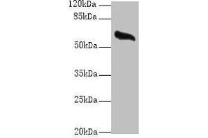 Western blot All lanes: GPC4 antibody at 8 μg/mL + Mouse brain tissue Secondary Goat polyclonal to rabbit IgG at 1/10000 dilution Predicted band size: 63, 55 kDa Observed band size: 63 kDa (GPC4 Antikörper  (AA 19-210))
