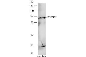 TNFAIP2 Antikörper  (AA 551-654)