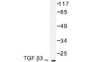 Image no. 1 for anti-Transforming Growth Factor, beta 3 (TGFB3) antibody (ABIN271851) (TGFB3 Antikörper)