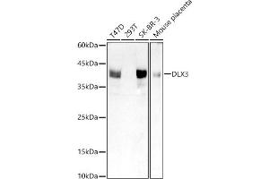 Western blot analysis of extracts of various cell lines, using DLX3 antibody (ABIN7266800) at 1:1000 dilution. (DLX3 Antikörper)