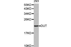 Western blot analysis of extracts of 293T cells, using DUT antibody (ABIN6292370). (Deoxyuridine Triphosphatase (DUT) Antikörper)