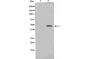 Western blot analysis on Jurkat cell lysate using Phospho-CtBP1(Ser422) Antibody，The lane on the left is treated with the antigen-specific peptide.