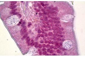 Anti-FOXQ1 antibody IHC staining of human small intestine. (FOXQ1 Antikörper)