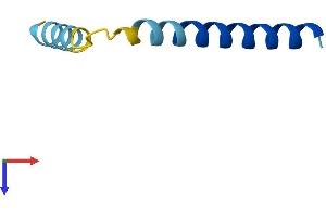 Phospholamban Protein (PLN) (AA 1-52) (Fc Tag)