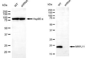 Western blotting analysis using MRPL11 antibody (ABIN7799430). (MRPL11 Antikörper)