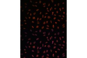 Immunofluorescence analysis of U-2 OS cells using Matrin 3 antibody (ABIN7268415) at dilution of 1:100.