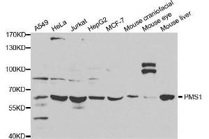 Western blot analysis of extracts of various cell lines, using PMS1 antibody. (PMS1 Antikörper  (AA 405-619))