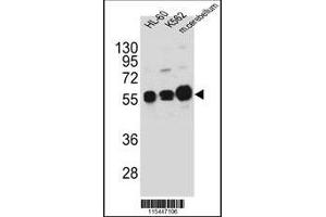 Western blot analysis in HL-60,K562 cell line and mouse cerebellum tissue lysates (35ug/lane).