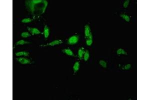 Immunofluorescence (IF) image for anti-Endothelin Converting Enzyme-Like 1 (ECEL1) (AA 425-775) antibody (ABIN7151766)