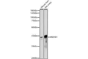 Western blot analysis of extracts of various cell lines, using HSD3B1 antibody (ABIN7267801) at 1:1000 dilution. (HSD3B1 Antikörper)