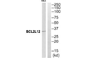 Western blot analysis of extracts from CoLo cells, using BCL2L12 antibody. (BCL2L12 Antikörper  (Internal Region))