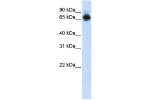 WB Suggested Anti-FUBP1 Antibody Titration:  0.