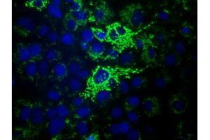 Anti-HIBCH mouse monoclonal antibody (ABIN2453128) immunofluorescent staining of COS7 cells transiently transfected by pCMV6-ENTRY HIBCH (RC209814). (HIBCH Antikörper)