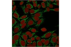 Confocal immunofluorescence image of HeLa cells using Galectin-1 Monospecific Mouse Monoclonal Antibody (GAL1/1831). (LGALS1/Galectin 1 Antikörper  (AA 12-108))