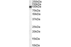 Image no. 1 for anti-Heat Shock Protein 90kDa beta (Grp94), Member 1 (HSP90B1) (Internal Region) antibody (ABIN374699) (GRP94 Antikörper  (Internal Region))