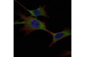 Immunofluorescence analysis of NIH/3T3 cells using HK1 mouse mAb (green). (Hexokinase 1 Antikörper)