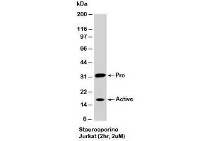 Western blot testing of staurosporine-treated Jurkat cells (2 hr, 2 uM) with Caspase-3 antibody at 2ug/ml. (Caspase 3 Antikörper)