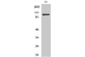Western Blotting (WB) image for anti-Zinc Finger CCCH-Type Containing 7B (ZC3H7B) (C-Term) antibody (ABIN3180870) (ZC3H7B Antikörper  (C-Term))