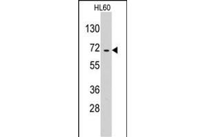Western blot analysis of anti-EARS2 Pab (ABIN391828 and ABIN2841672) in HL60 cell line lysates (35 μg/lane). (EARS2 Antikörper  (C-Term))