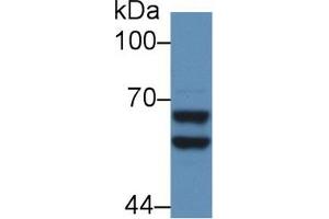 Western Blot; Sample: Mouse Liver lysate; Primary Ab: 5µg/ml Rabbit Anti-Rat a2PI Antibody Second Ab: 0. (alpha 2 Antiplasmin Antikörper  (AA 348-491))