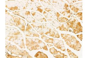 AMELX Antibody at 1/100 staining Mouse muscle tissue by IHC-P. (AMELX Antikörper  (Internal Region))
