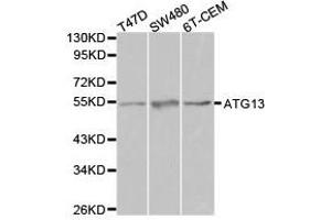 Western Blotting (WB) image for anti-Autophagy Related 13 (ATG13) antibody (ABIN1871135) (ATG13 Antikörper)