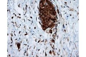 Immunohistochemical staining of paraffin-embedded Kidney tissue using anti-SRR mouse monoclonal antibody. (SRR Antikörper)