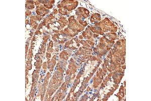 Immunohistochemistry of paraffin-embedded mouse stomach using BCL2L14/BCL2L14/BCLG Rabbit mAb (ABIN7265865) at dilution of 1:100 (40x lens). (BCL2L14 Antikörper)