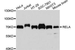 Western blot analysis of extracts of various cells, using RELA antibody.