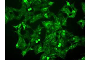 Image no. 9 for anti-Budding Uninhibited By Benzimidazoles 1 Homolog beta (Yeast) (BUB1B) antibody (ABIN1496995) (BUB1B Antikörper)