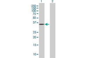 Western Blot analysis of EMILIN1 expression in transfected 293T cell line by EMILIN1 MaxPab polyclonal antibody. (Emilin1 Antikörper  (AA 1-347))