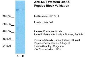 Host:  Rabbit  Target Name:  NNT  Sample Type:  Hela Whole cell  Lane A:  Primary Antibody  Lane B:  Primary Antibody + Blocking Peptide  Primary Antibody Concentration:  1ug/ml  Peptide Concentration:  5ug/ml  Lysate Quantity:  25ug/lane/Lane  Gel Concentration:  0. (NNT Antikörper  (N-Term))