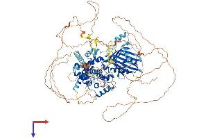 STARD8 Protein (AA 1-1023) (His tag)
