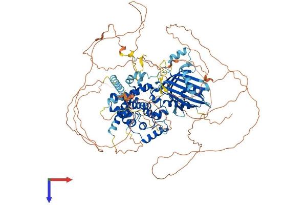 STARD8 Protein (AA 1-1023) (His tag)