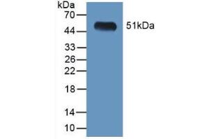 Figure. (LGMN Antikörper  (AA 18-435))