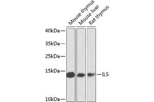 Western blot analysis of extracts of various cell lines, using IL5 antibody (ABIN6128138, ABIN6142400, ABIN6142401 and ABIN6223618) at 1:1000 dilution. (IL-5 Antikörper  (AA 20-134))
