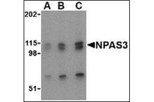 Western blot analysis of NPAS3 in SK-N-SH cell lysate with this product at (A) 0. (NPAS3 Antikörper  (N-Term))
