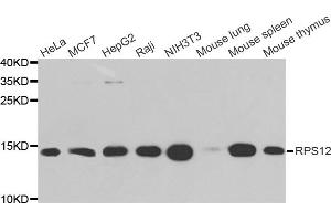 Western blot analysis of extracts of various cell lines, using RPS12 antibody (ABIN5973491) at 1/1000 dilution. (RPS12 Antikörper)