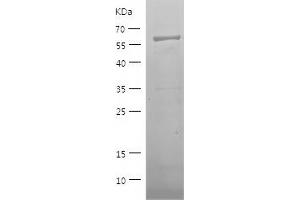Western Blotting (WB) image for ELAV (Embryonic Lethal, Abnormal Vision, Drosophila)-Like 2 (Hu Antigen B) (ELAVL2) (AA 1-346) protein (His-IF2DI Tag) (ABIN7122757)