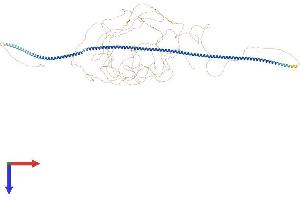 CAZIP Protein (AA 1-1353) (His tag)