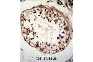 TSPYL6 Antibody (Center) (ABIN655239 and ABIN2844842) immunohistochemistry analysis in formalin fixed and paraffin embedded human testis tissue followed by peroxidase conjugation of the secondary antibody and DAB staining. (TSPY-Like 6 Antikörper  (AA 206-235))