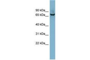 Image no. 1 for anti-Acetylcholinesterase (AChE) (AA 179-228) antibody (ABIN6741855) (Acetylcholinesterase Antikörper  (AA 179-228))