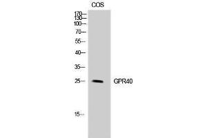 Western Blotting (WB) image for anti-Free Fatty Acid Receptor 1 (FFAR1) (Internal Region) antibody (ABIN3184898)