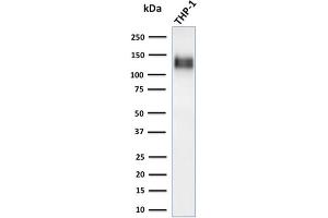 Western Blot Analysis of human THP-1 cell lysate using CD31-Monospecific Recombinant Rabbit Monoclonal Antibody (C31/1395R). (Rekombinanter CD31 Antikörper)